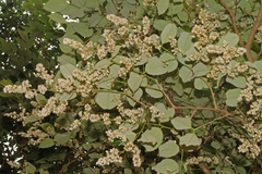 Lagerstroemia microcarpa